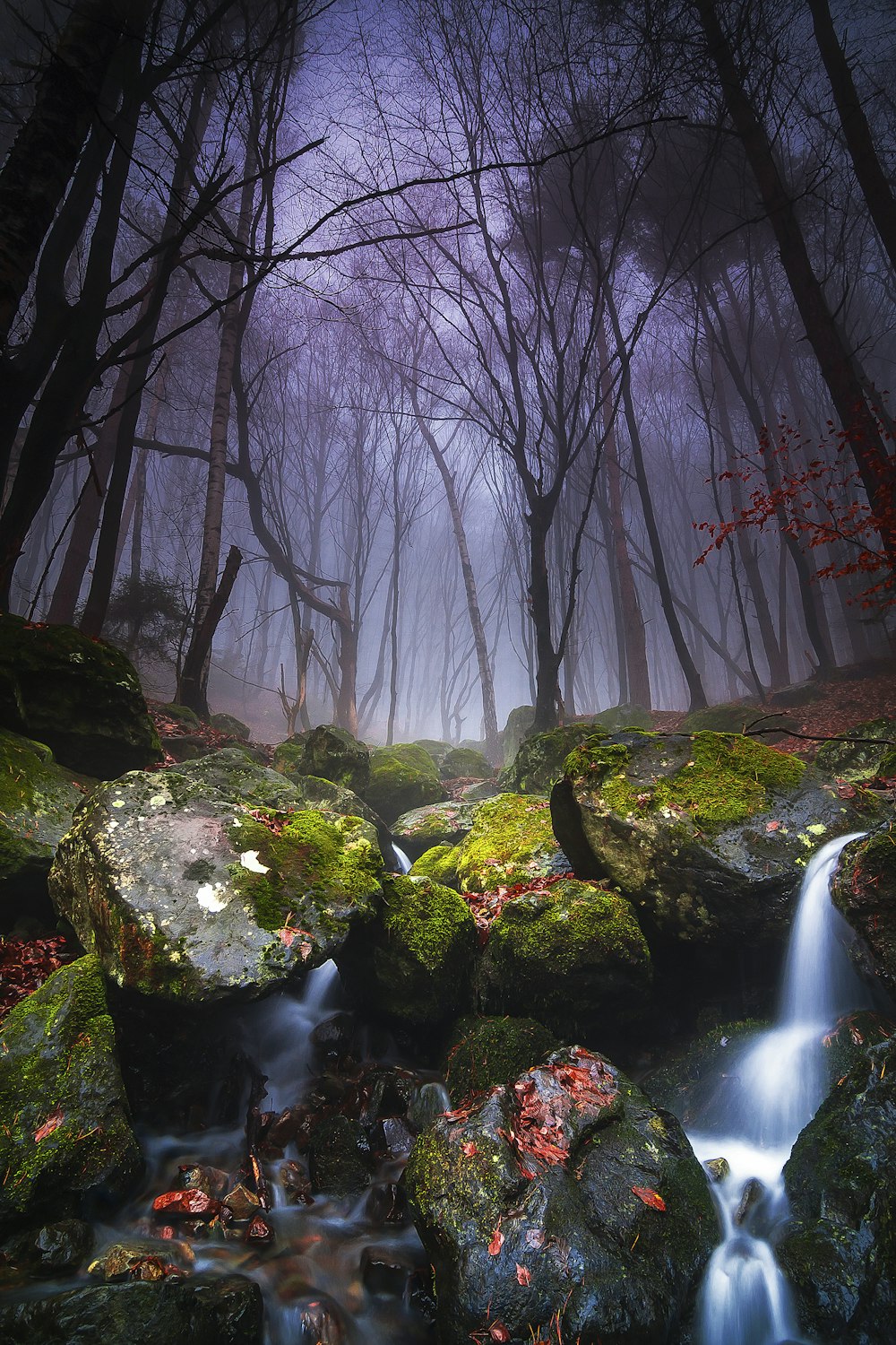 a stream running through a lush green forest