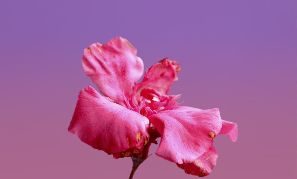 a pink flower with a purple background