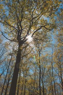 the sun shines through the trees in the forest