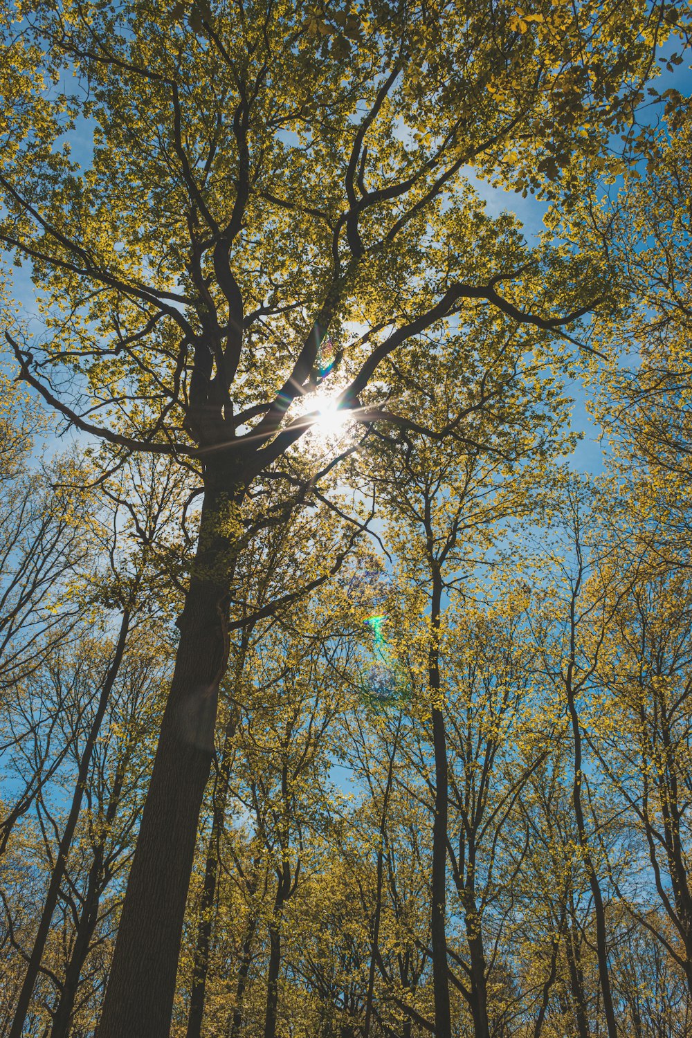 the sun shines through the trees in the forest