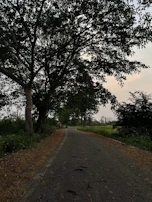 A serene country road lined with aged trees and scattered fallen leaves.