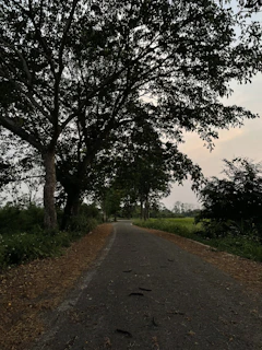 A serene country road lined with aged trees and scattered fallen leaves.