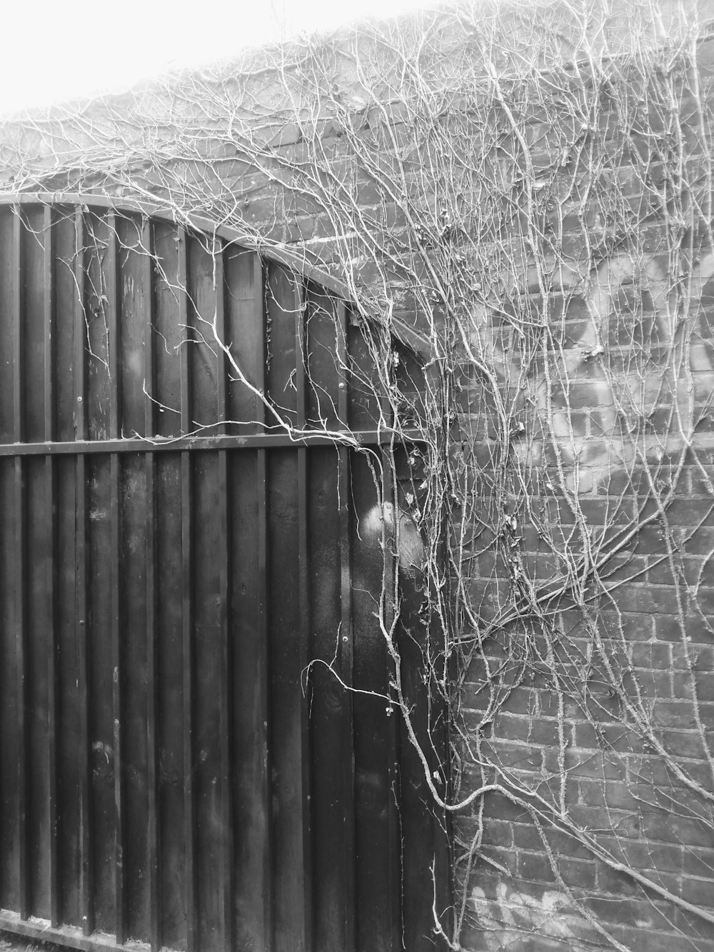 uma foto em preto e branco de videiras crescendo em uma parede de tijolos