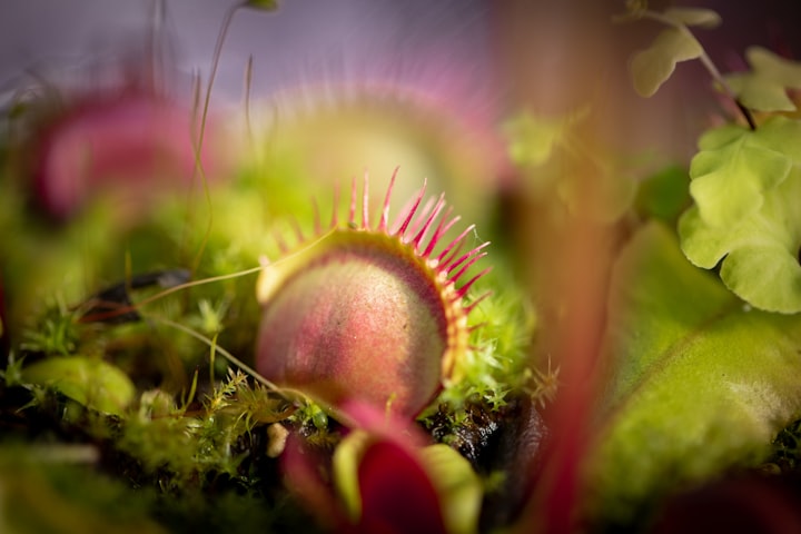 The Extraordinary World of Venus Flytrap Plant (And How To Capture It)