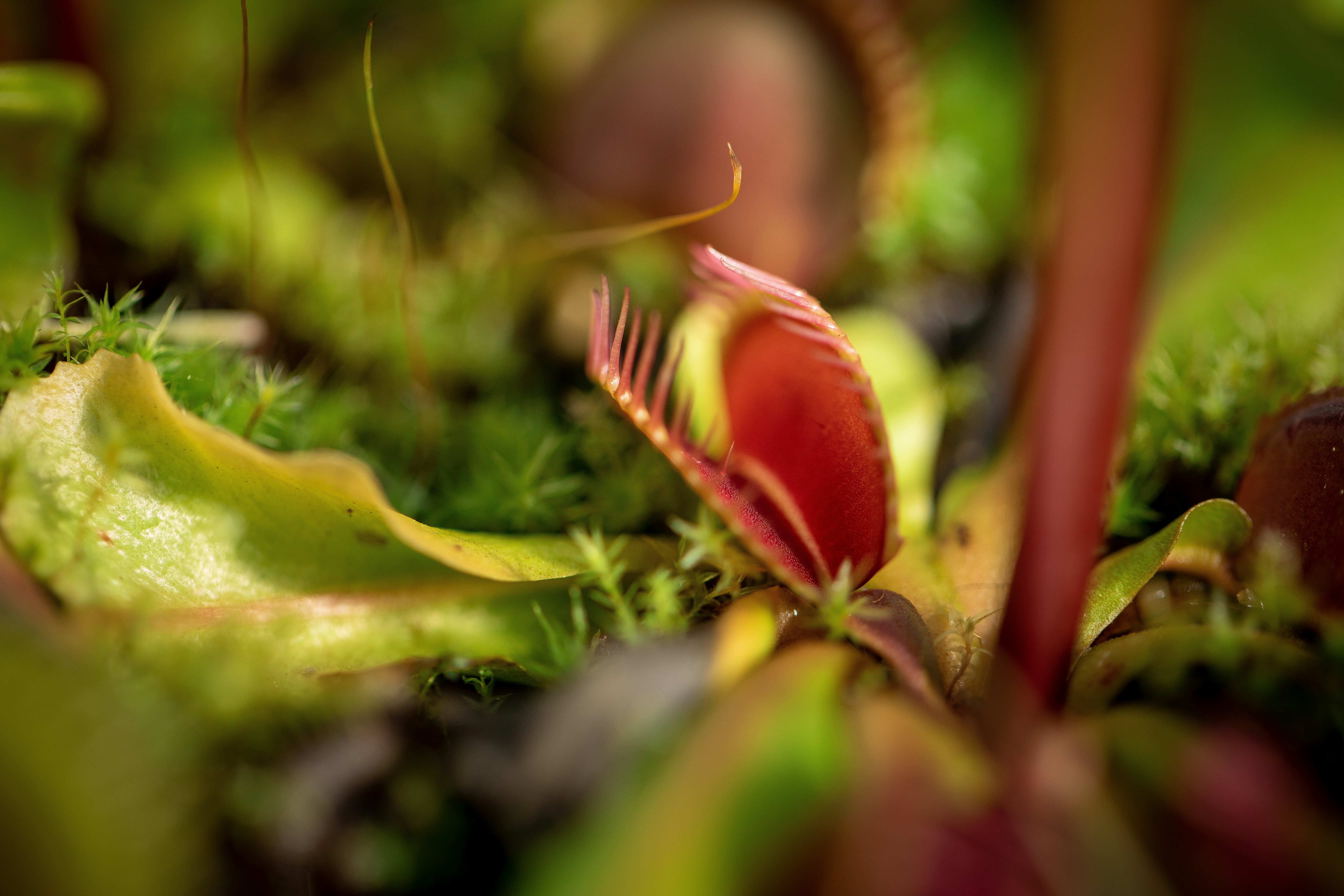Venus Flytrap Kit