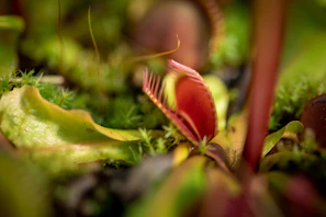 Macro shot of a Venus flytrap’s vibrant green leaves against dark moss background
