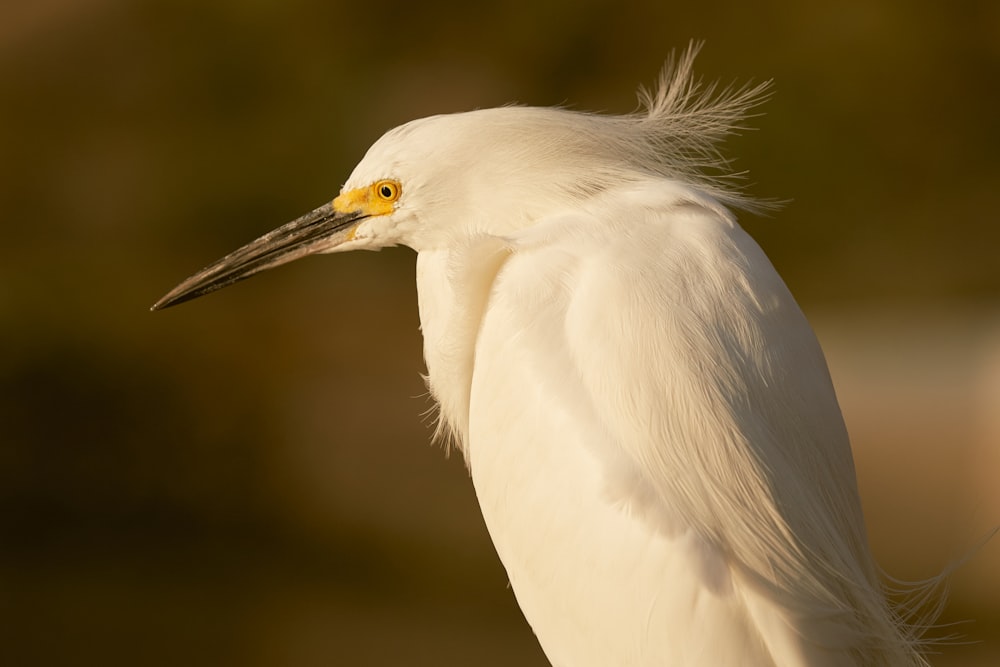 a close up of a white bird with yellow eyes