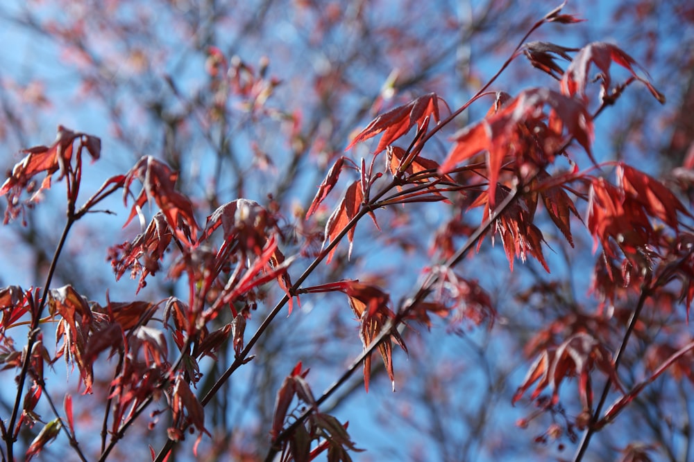 a close up of a tree with red leaves