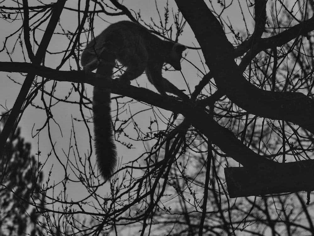 a black and white photo of a squirrel in a tree