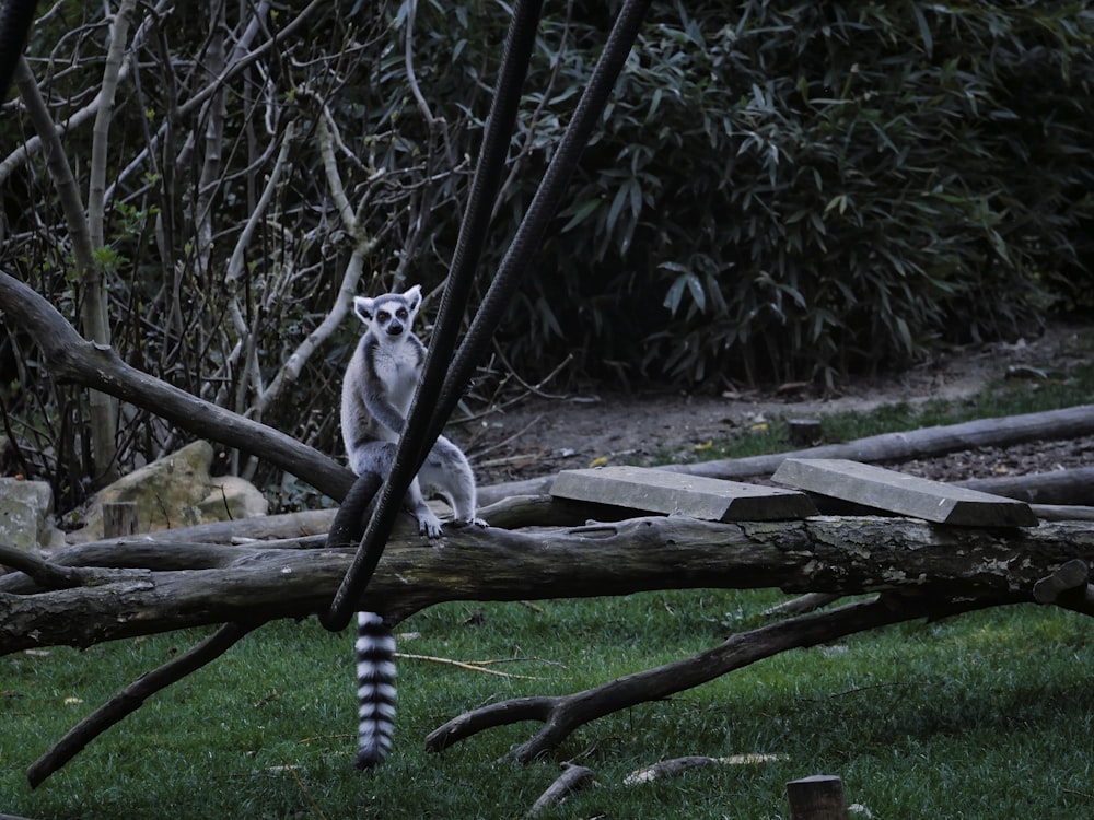 a lemur sitting on top of a fallen tree branch