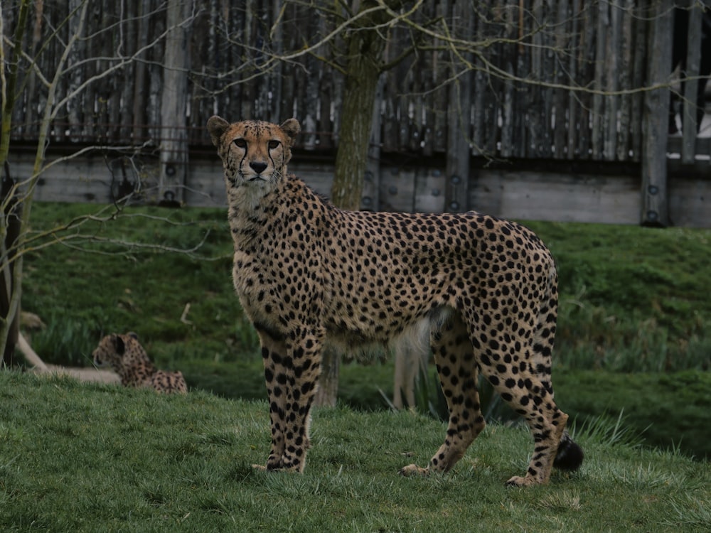 a cheetah standing in a grassy field next to a wooden fence