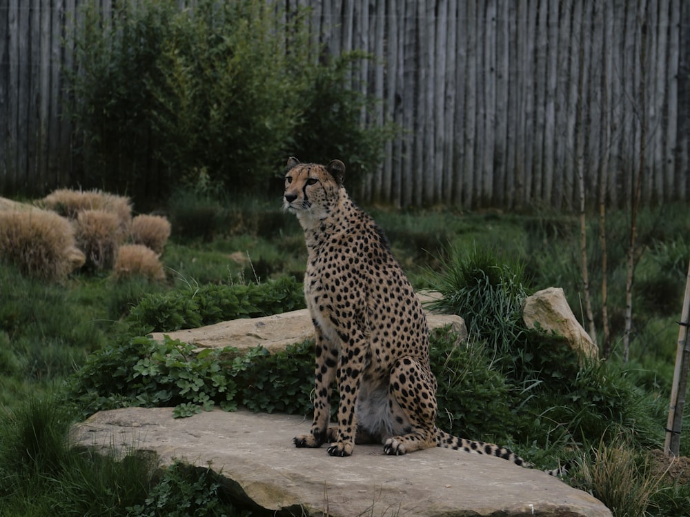 a cheetah sitting on a rock in a grassy area