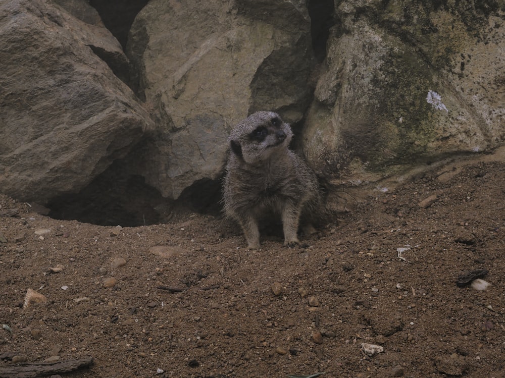 a small animal standing on top of a dirt field