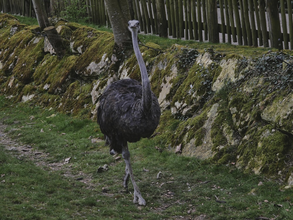 an ostrich standing in front of a stone wall