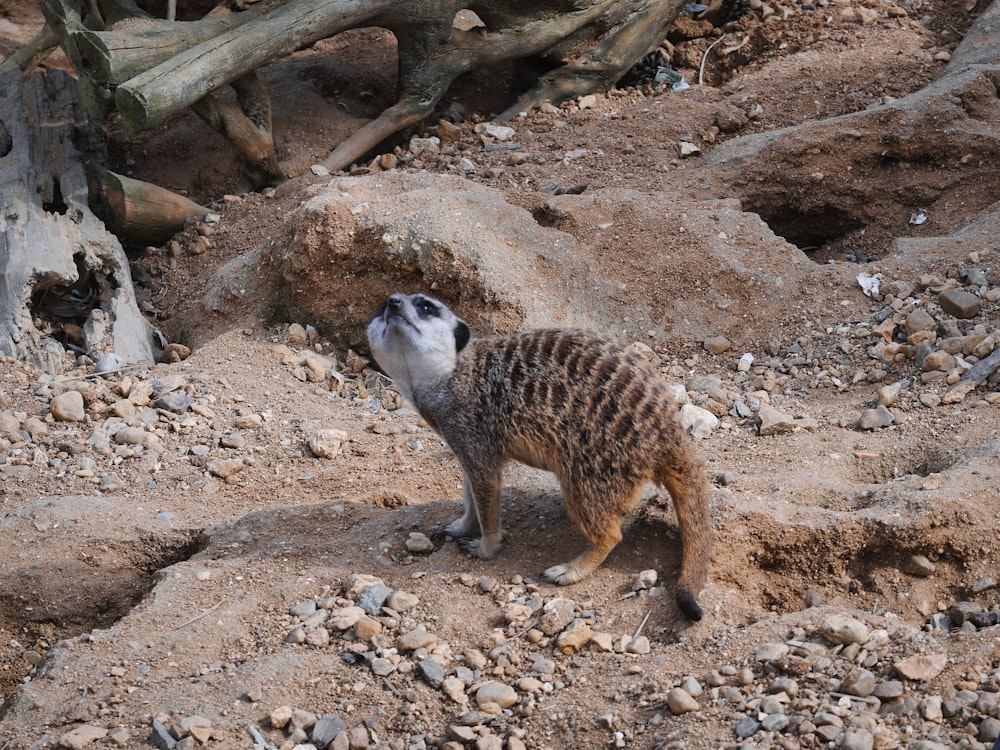 a small animal standing on top of a rocky hillside