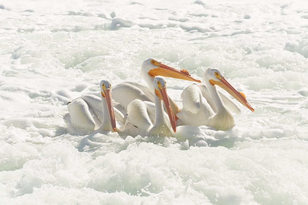 Un grupo de pelícanos sentados encima de un cuerpo de agua