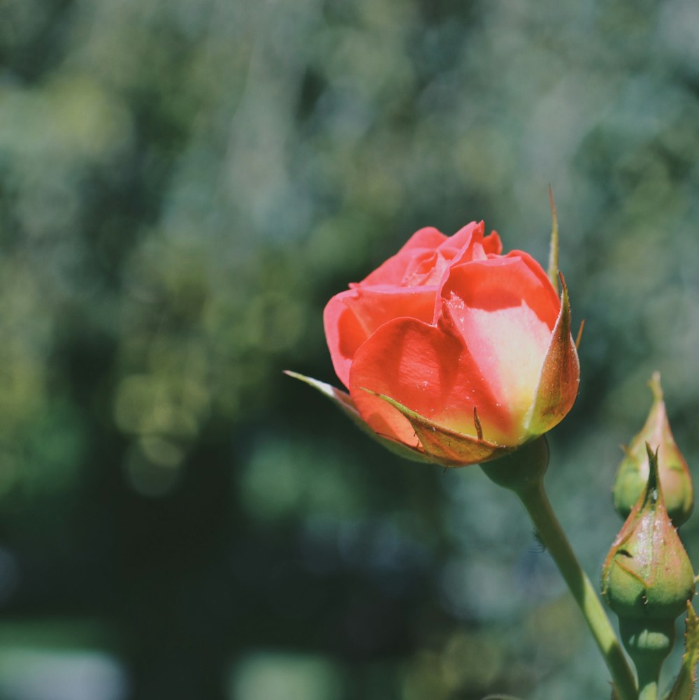 a single red rose bud with a blurry background