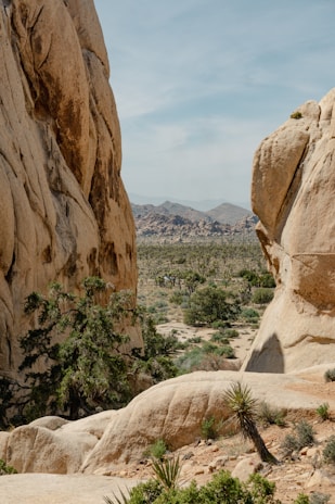 A scenic view of a desert landscape with green vegetation.