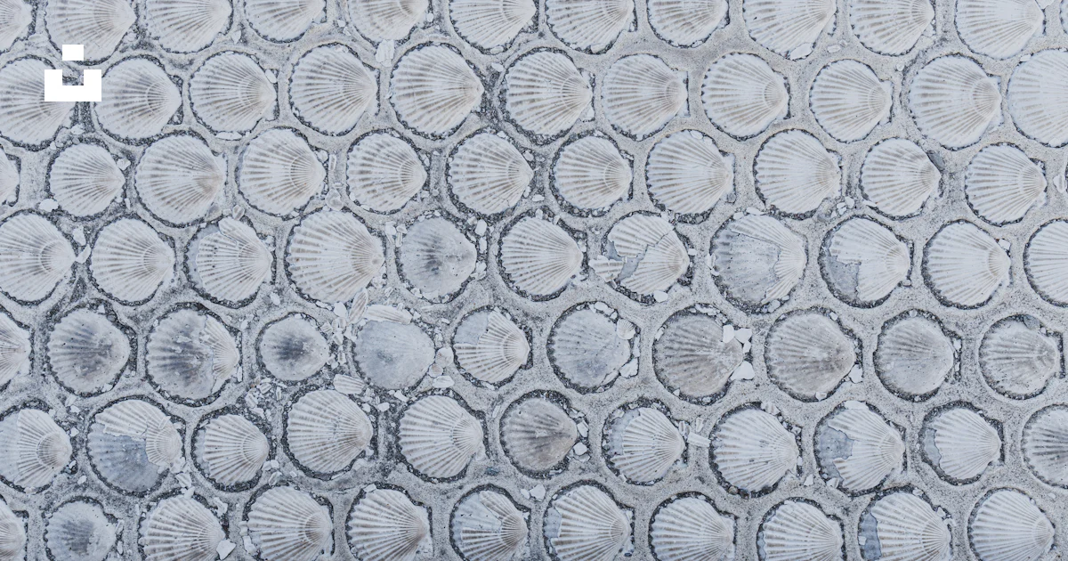 Pattern Inside Seashell A close up of a pattern of seashells photo – Free Grey Image on Unsplash