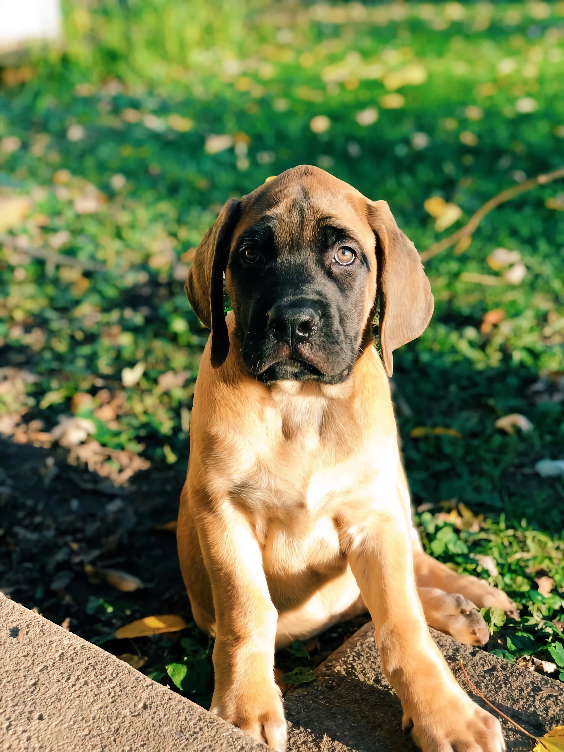 a brown dog sitting on top of a lush green field