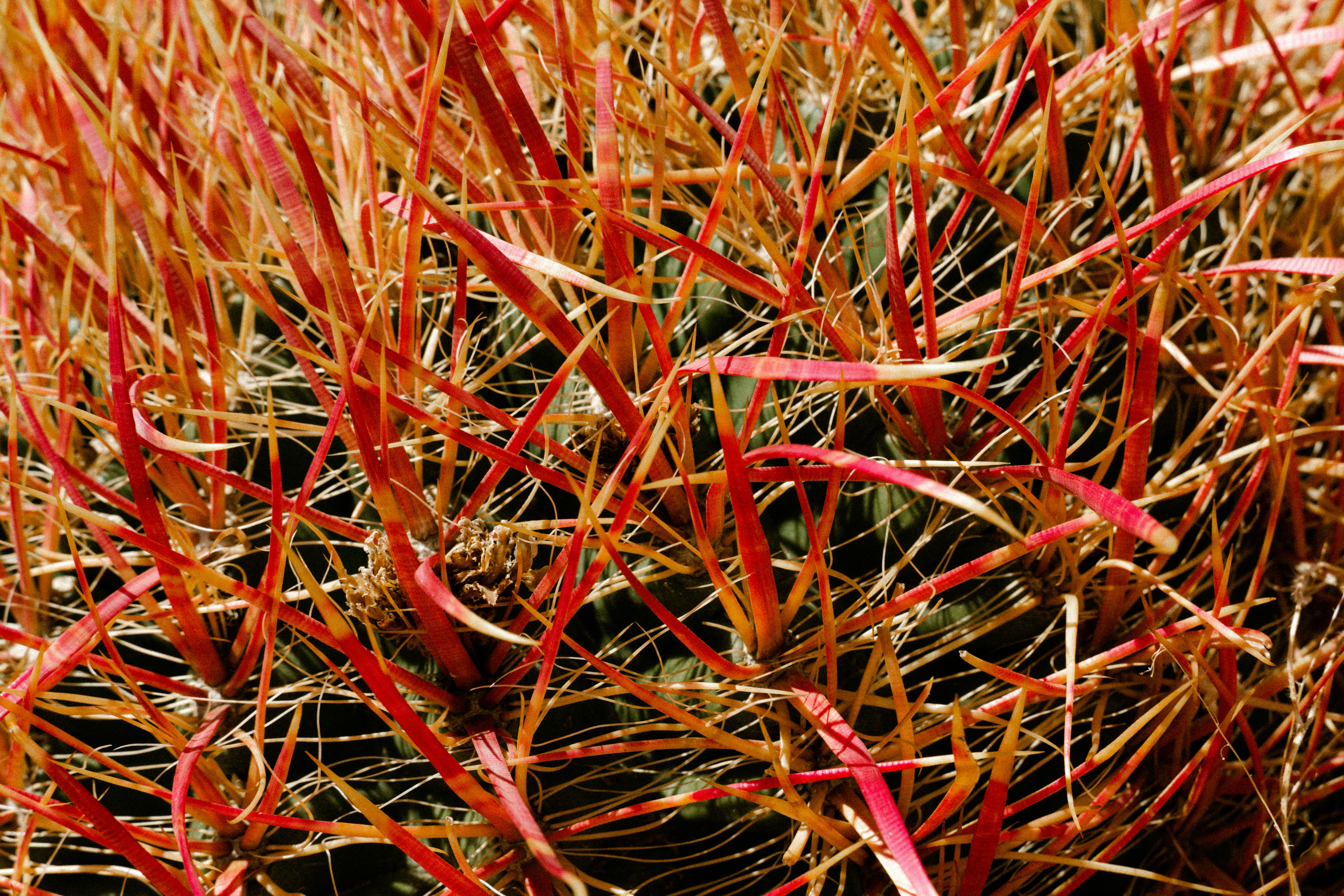 red plant texture, wallpaper, 5 Manfaat Gambir untuk Kesehatan yang Perlu Diketahui 1