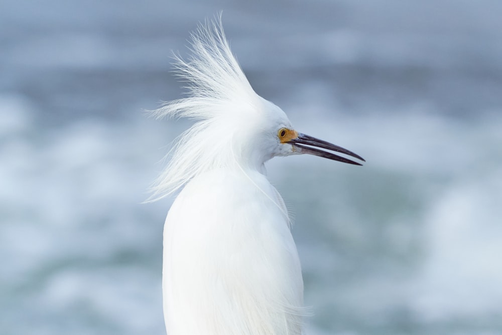 a close up of a white bird with long hair