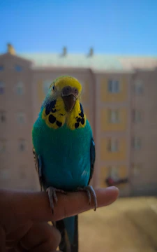 A cheerful parakeet perched on a finger with a bright background of bird toys.