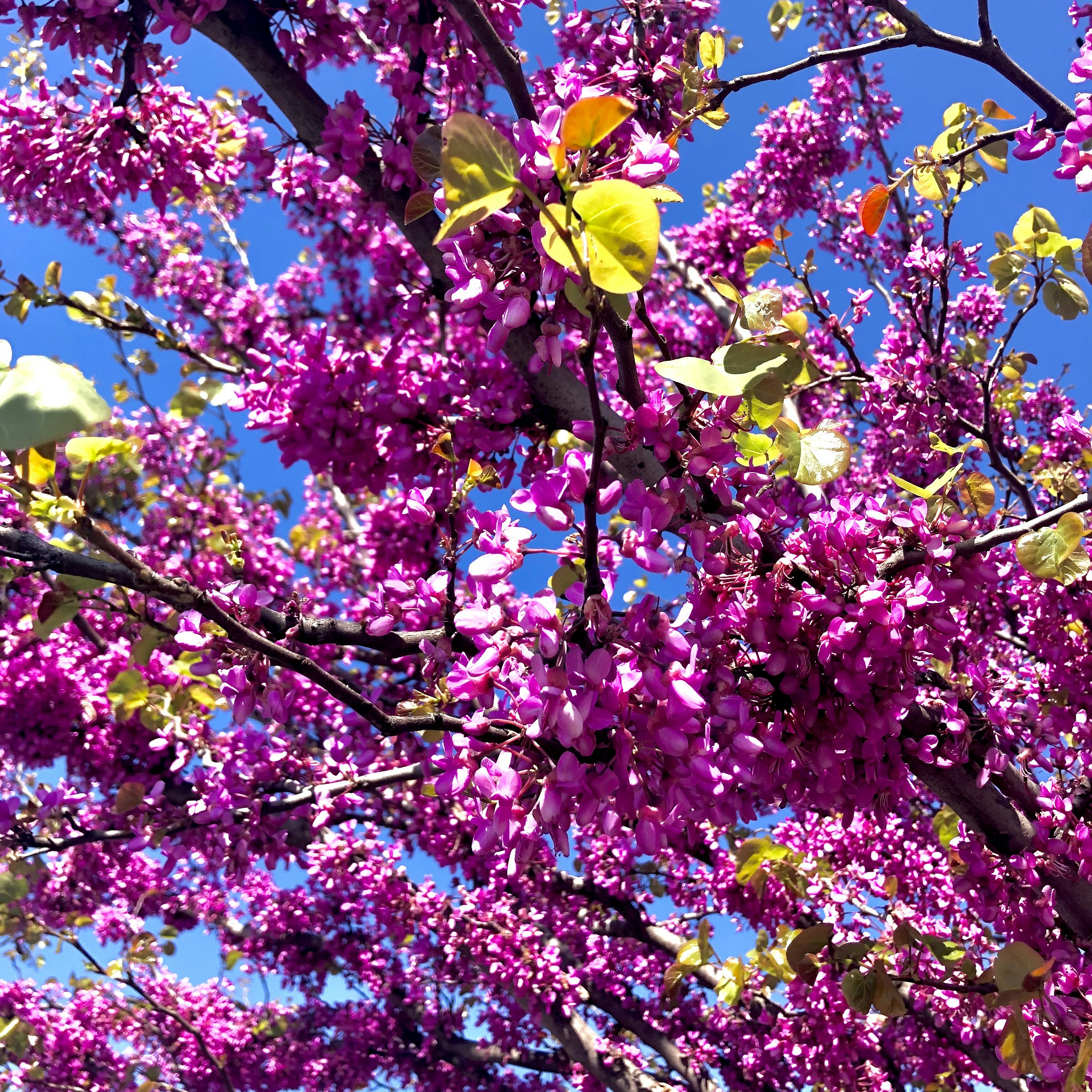 Foto zum Thema Ein Baum mit vielen lila Blüten darauf Kostenloses Bild zu Italia auf Unsplash