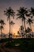 A peaceful dirt path weaving through the tall coconut trees at sunset.