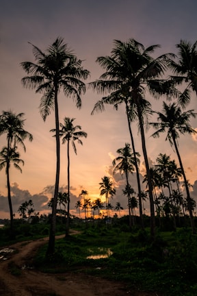A peaceful dirt path weaving through the tall coconut trees at sunset.