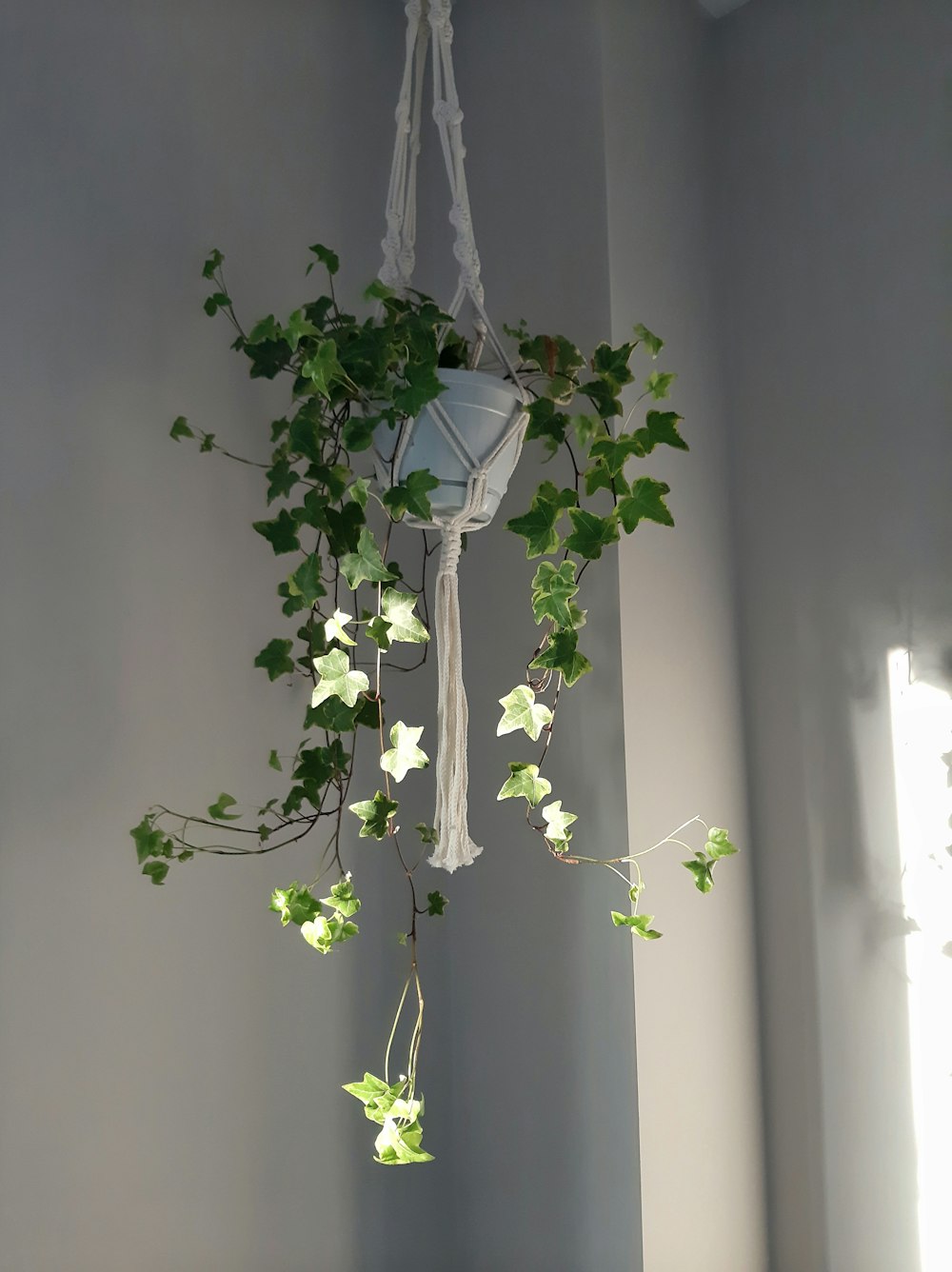 a plant hanging from a ceiling in a room
