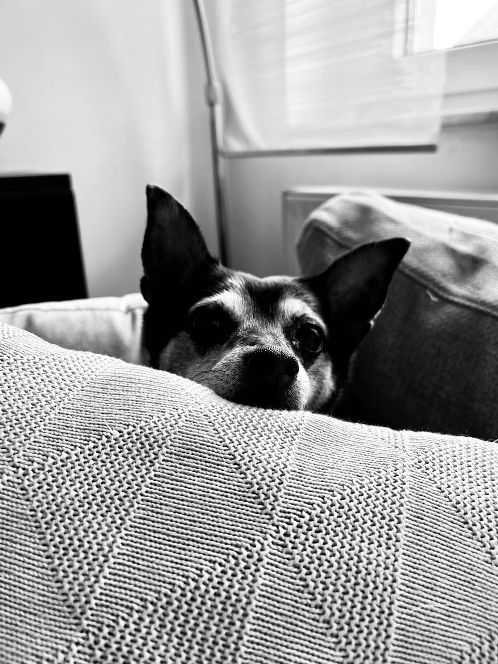 ein Schwarz-Weiß-Foto eines Hundes, der auf einer Couch liegt