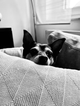 A black and white image featuring a dog's face peeking over a textured cushion. The background includes a window with blinds and a lamp stand, creating a cozy indoor setting.