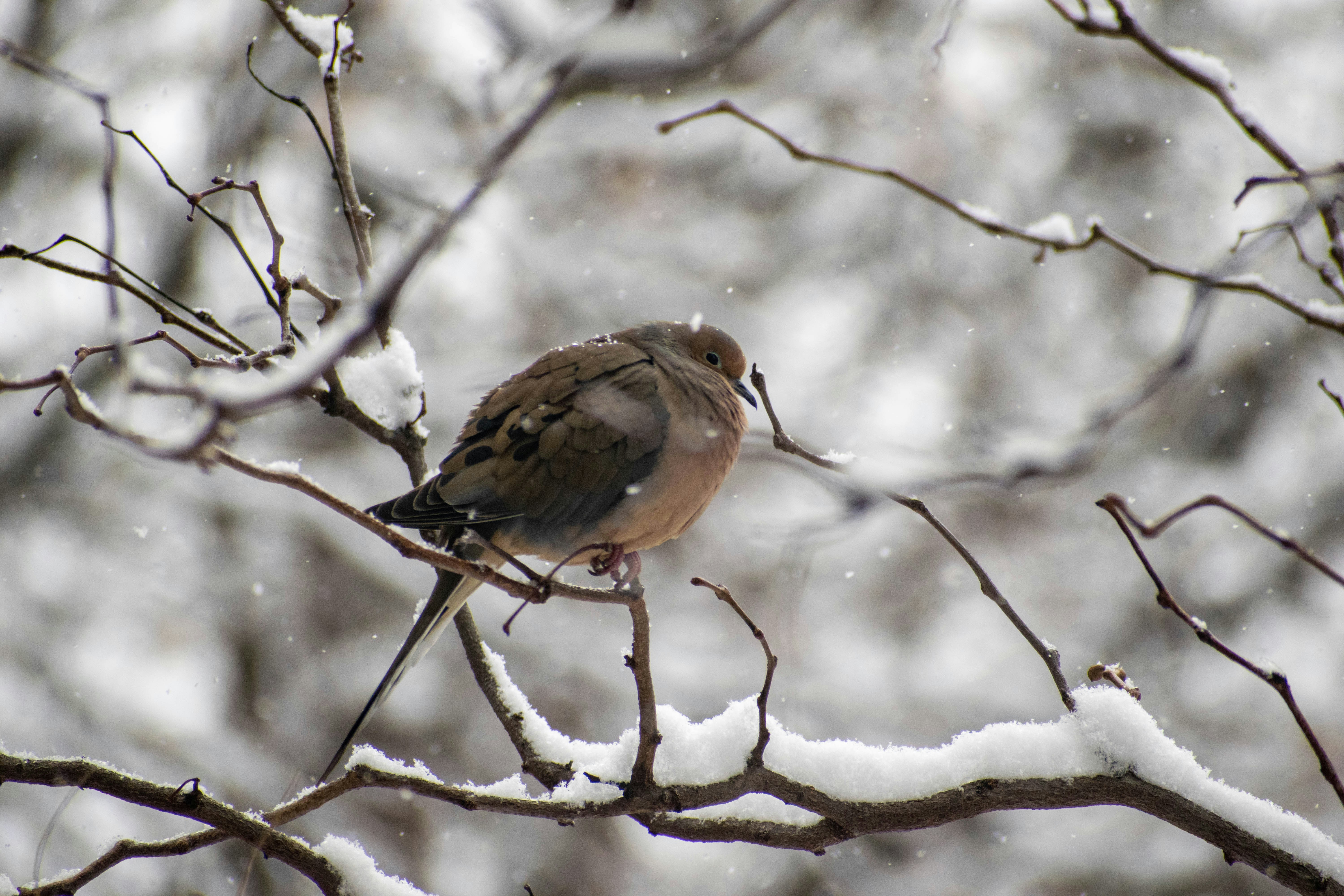 Photo by prateekpisat