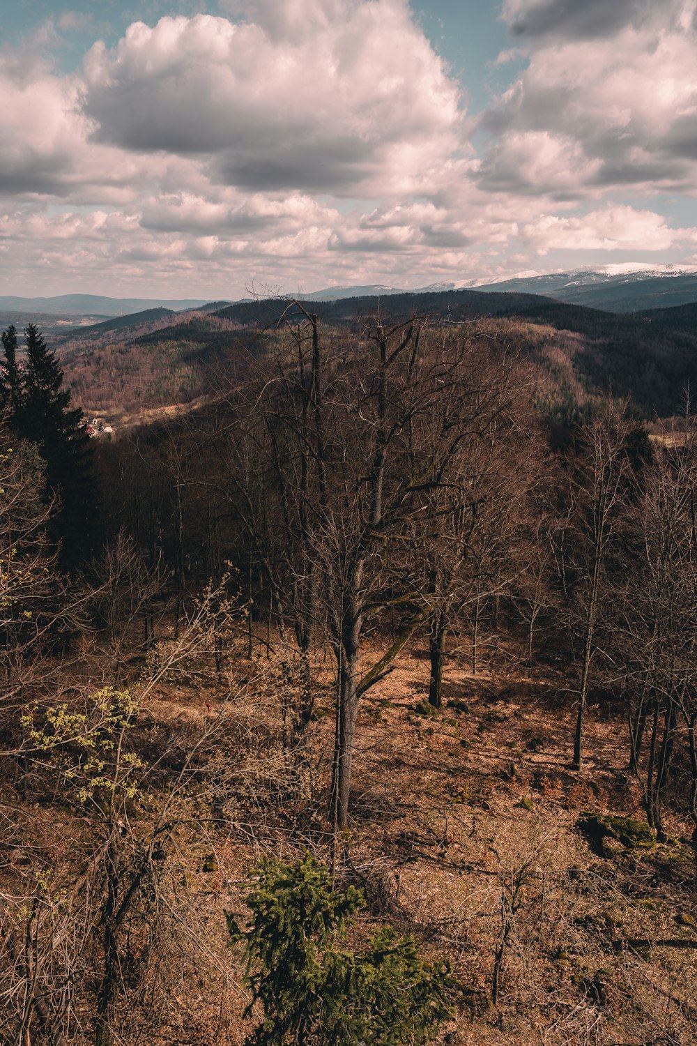 a view of a wooded area with trees and mountains in the background