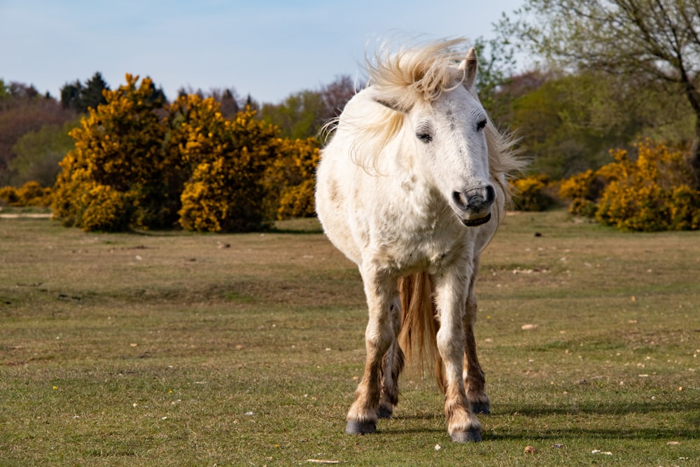 a white horse standing on top of a lush green field