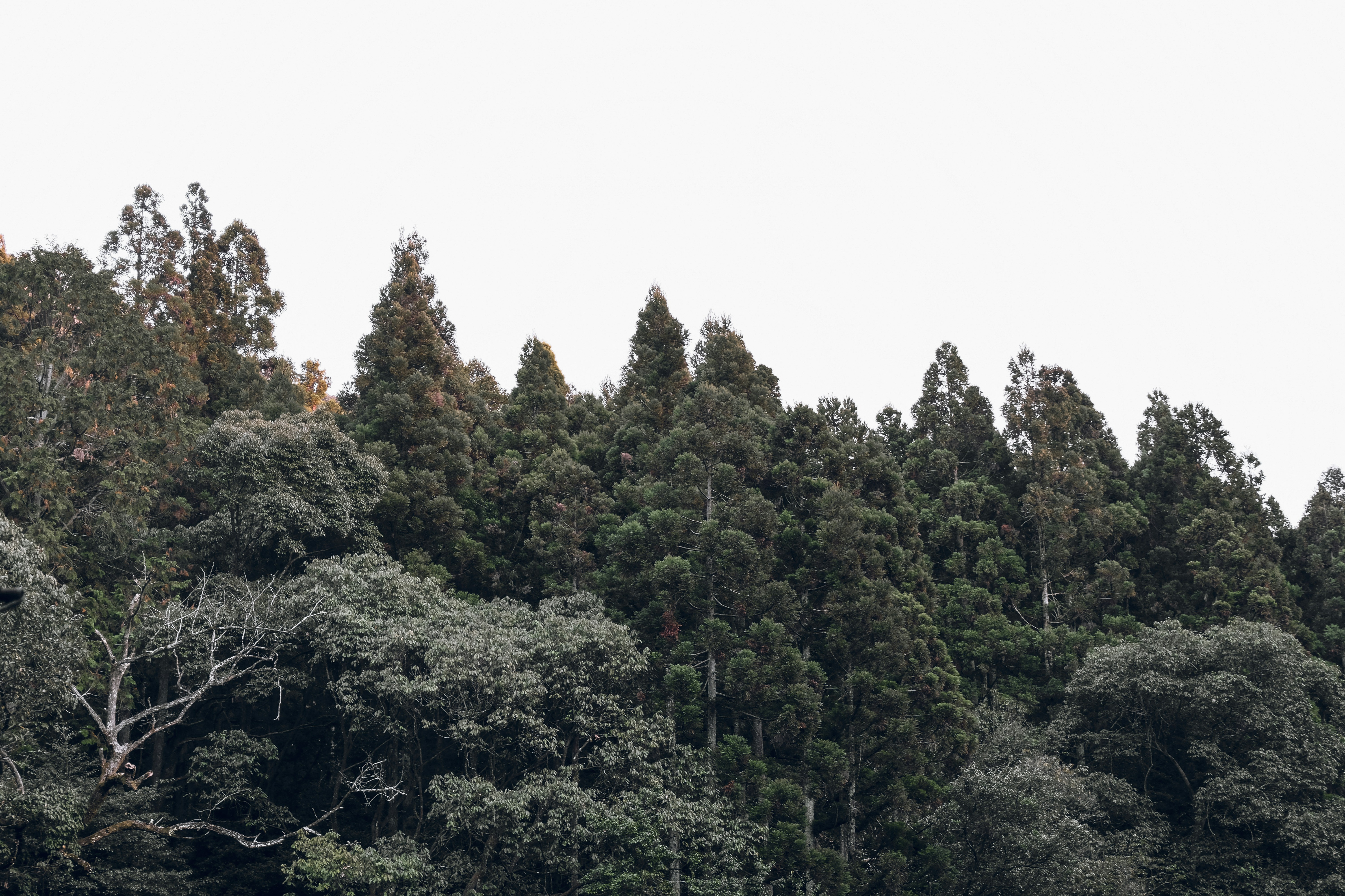 Una manada de ganado pastando en un exuberante campo verde
