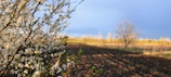 Sunlit agricultural plots framed by tall trees under a clear blue sky.