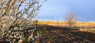 A peaceful, sunlit plot of vacant land in rural Georgia with wildflowers and a clear blue sky.