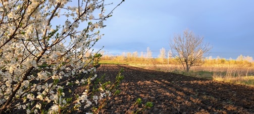 A peaceful, sunlit plot of vacant land in rural Georgia with wildflowers and a clear blue sky.