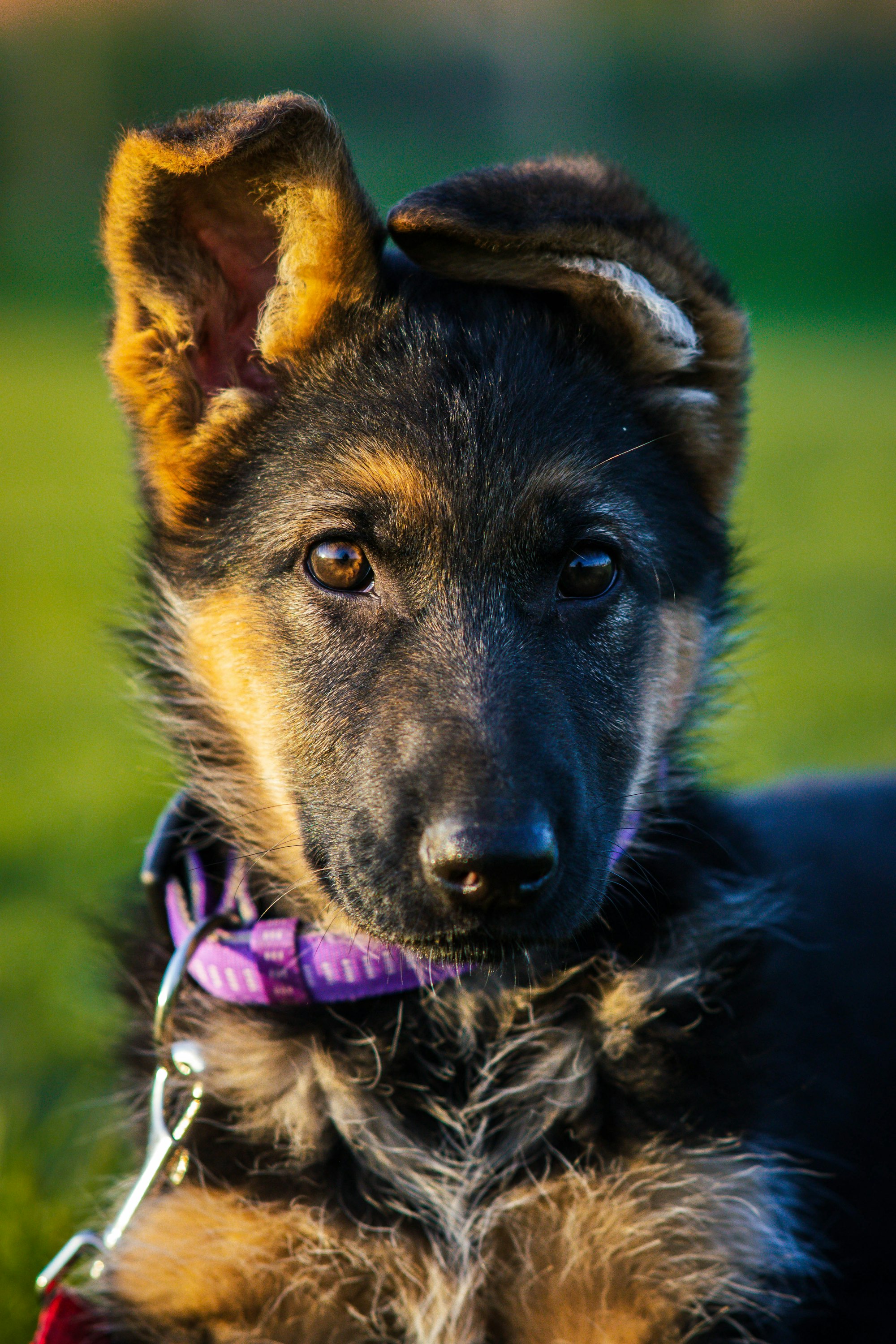 german shepherd puppy looking at camera