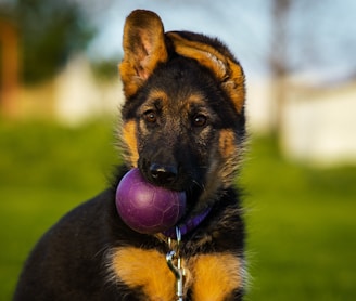 a dog with a purple ball in its mouth