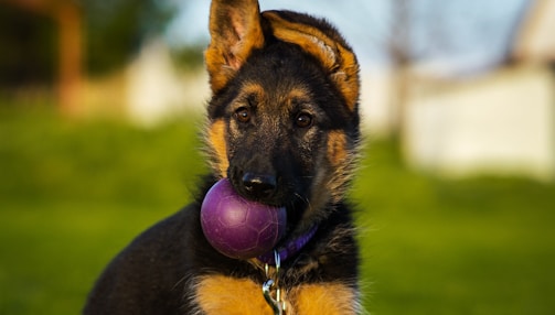 a dog with a purple ball in its mouth