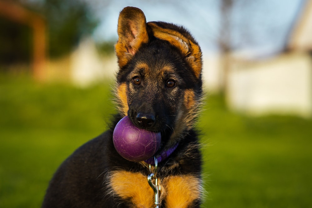 a dog with a purple ball in its mouth