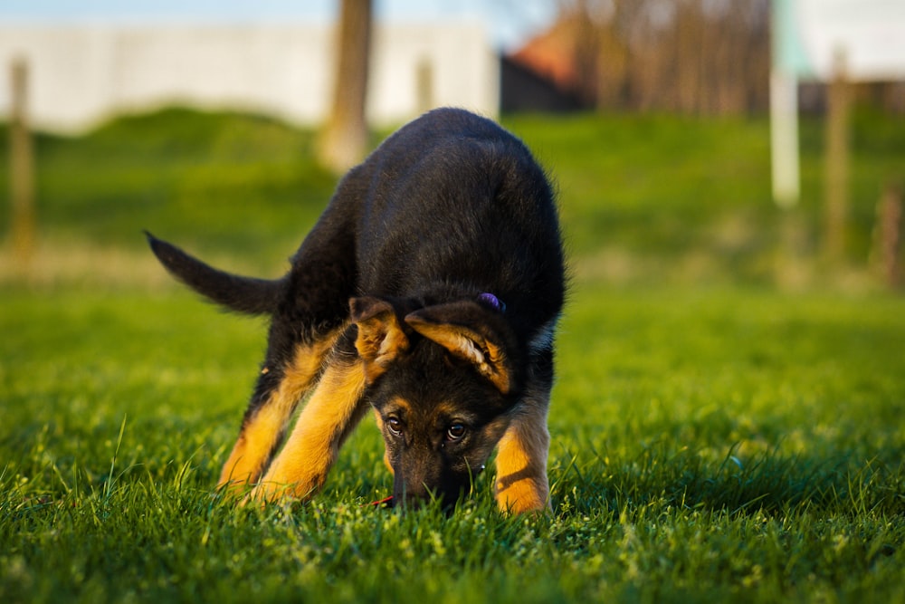 a black and brown dog eating grass in a field