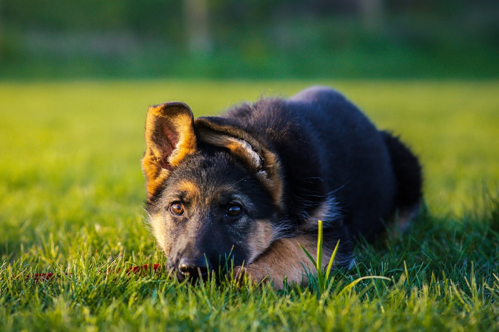 a dog laying in the grass looking at the camera