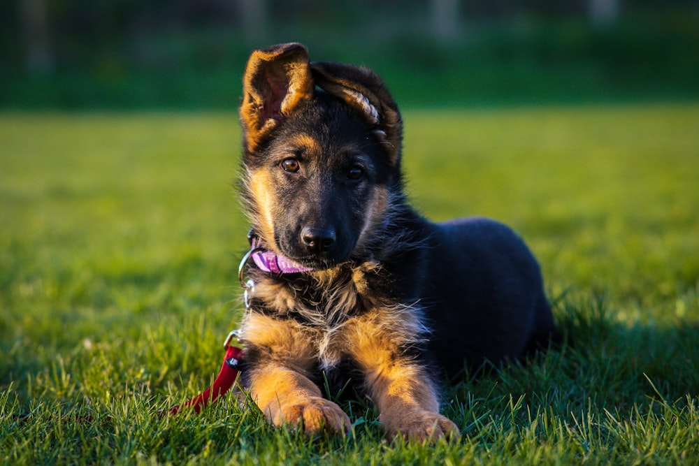 a dog laying in the grass on a leash