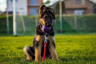 a dog sitting in the grass with a ball in its mouth
