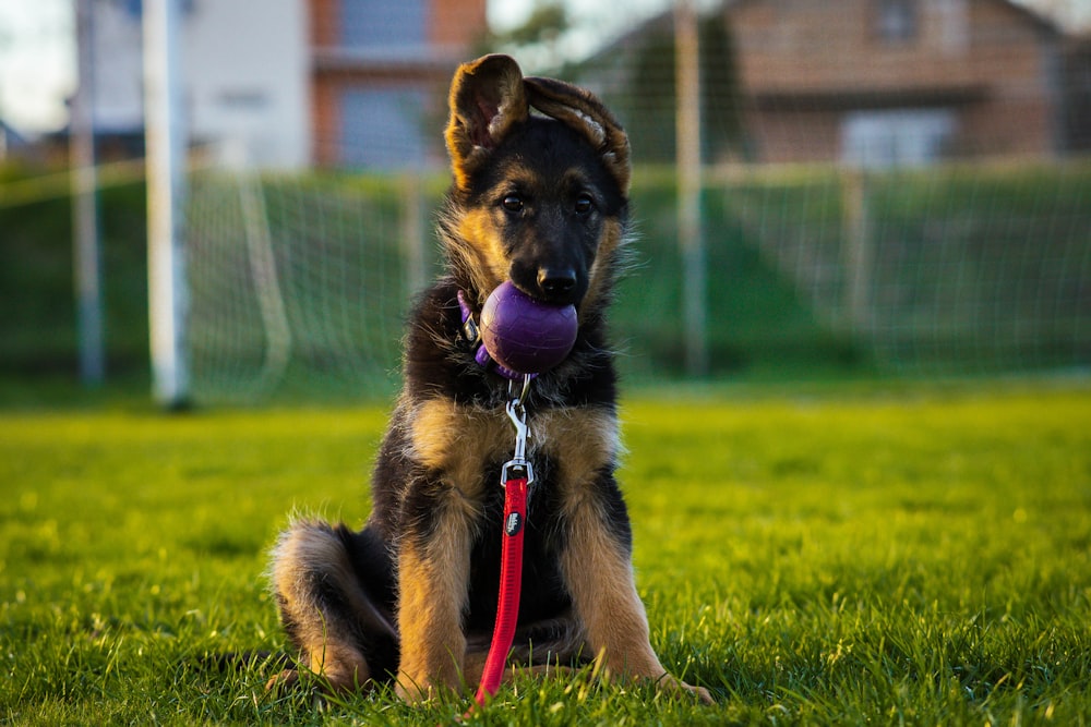 a dog sitting in the grass with a ball in its mouth