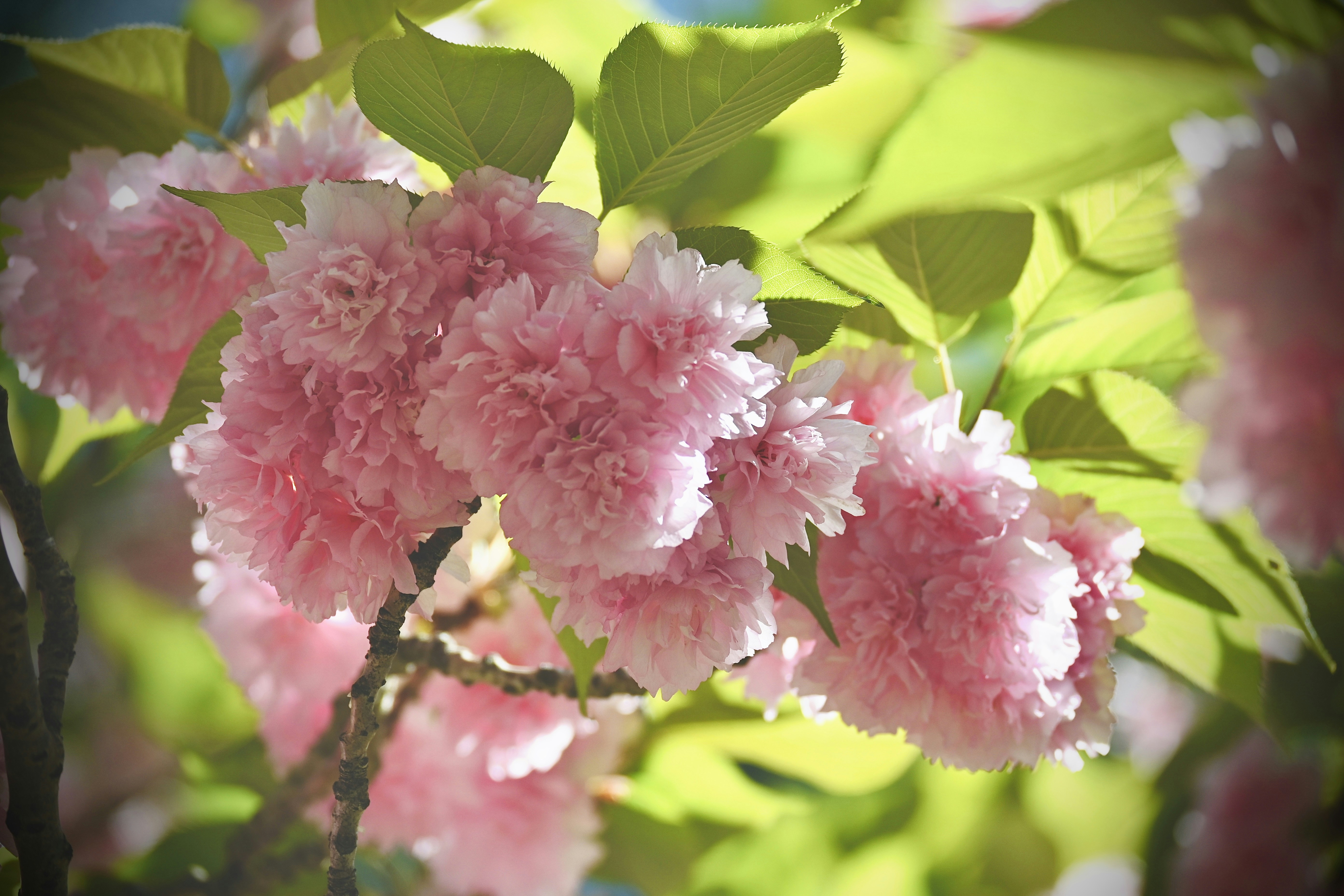 Photo by vijetha_surakanti